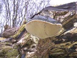 Image of Phellinus igniarius (L.) Quél. 1886