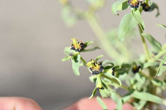 Image of Euphorbia tibetica Boiss.