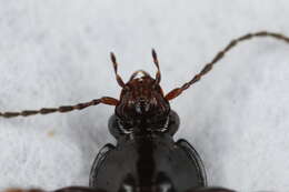 Image de Pterostichus (Argutor) vernalis (Panzer 1796)