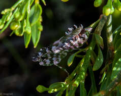 Image of Harpagomantis tricolor Linne 1758