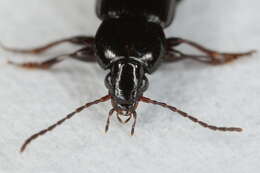 Image of Carabidae