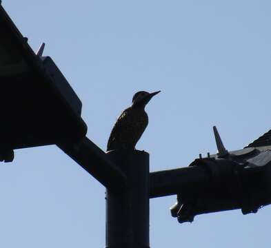 Image of Green-barred Woodpecker