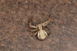 Image of common crab spider