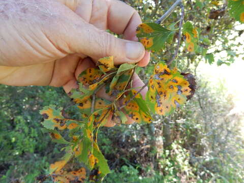 Image of Crataegus viridis var. glabriuscula (Sarg.) J. B. Phipps