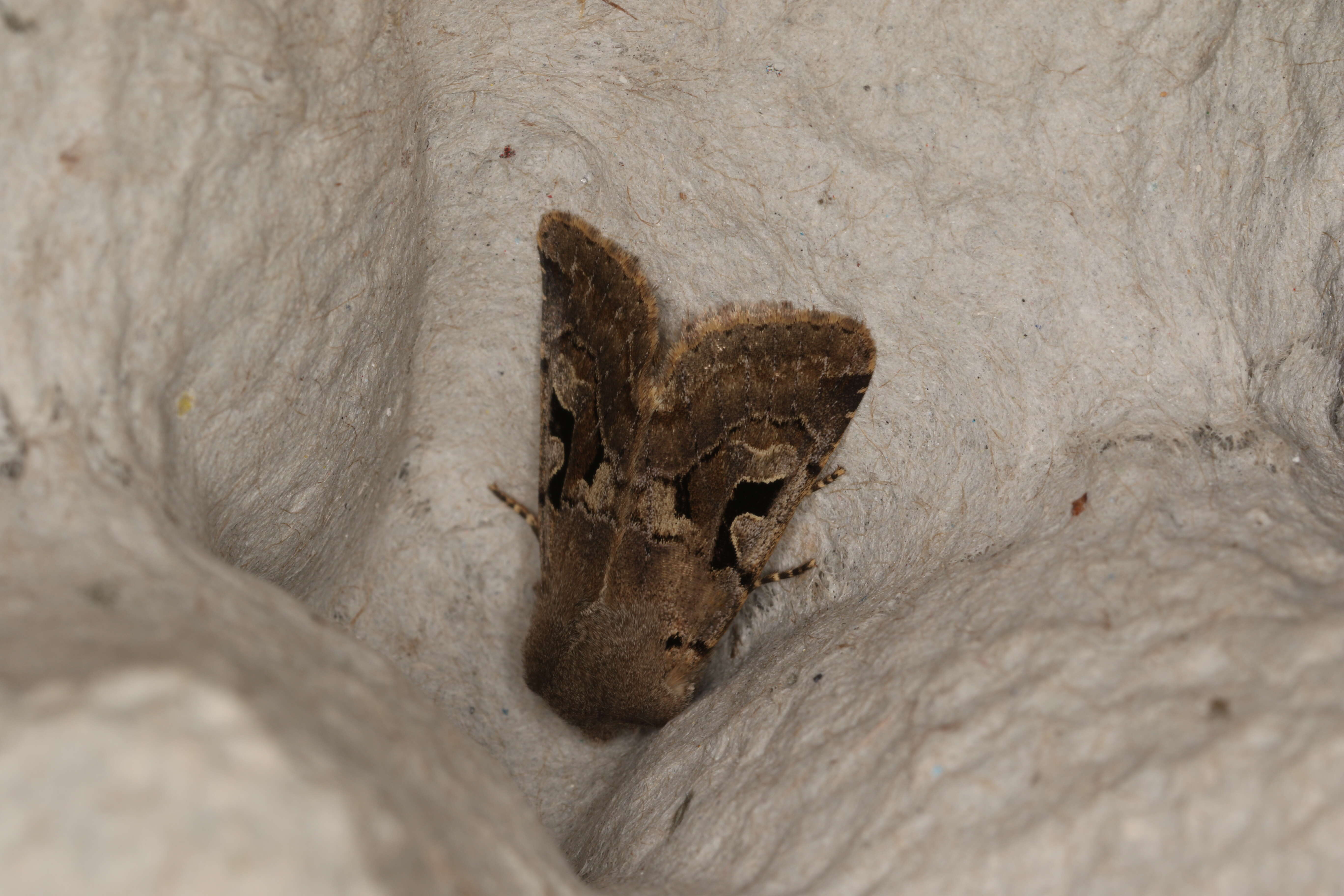 Orthosia gothica Linnaeus 1758 resmi