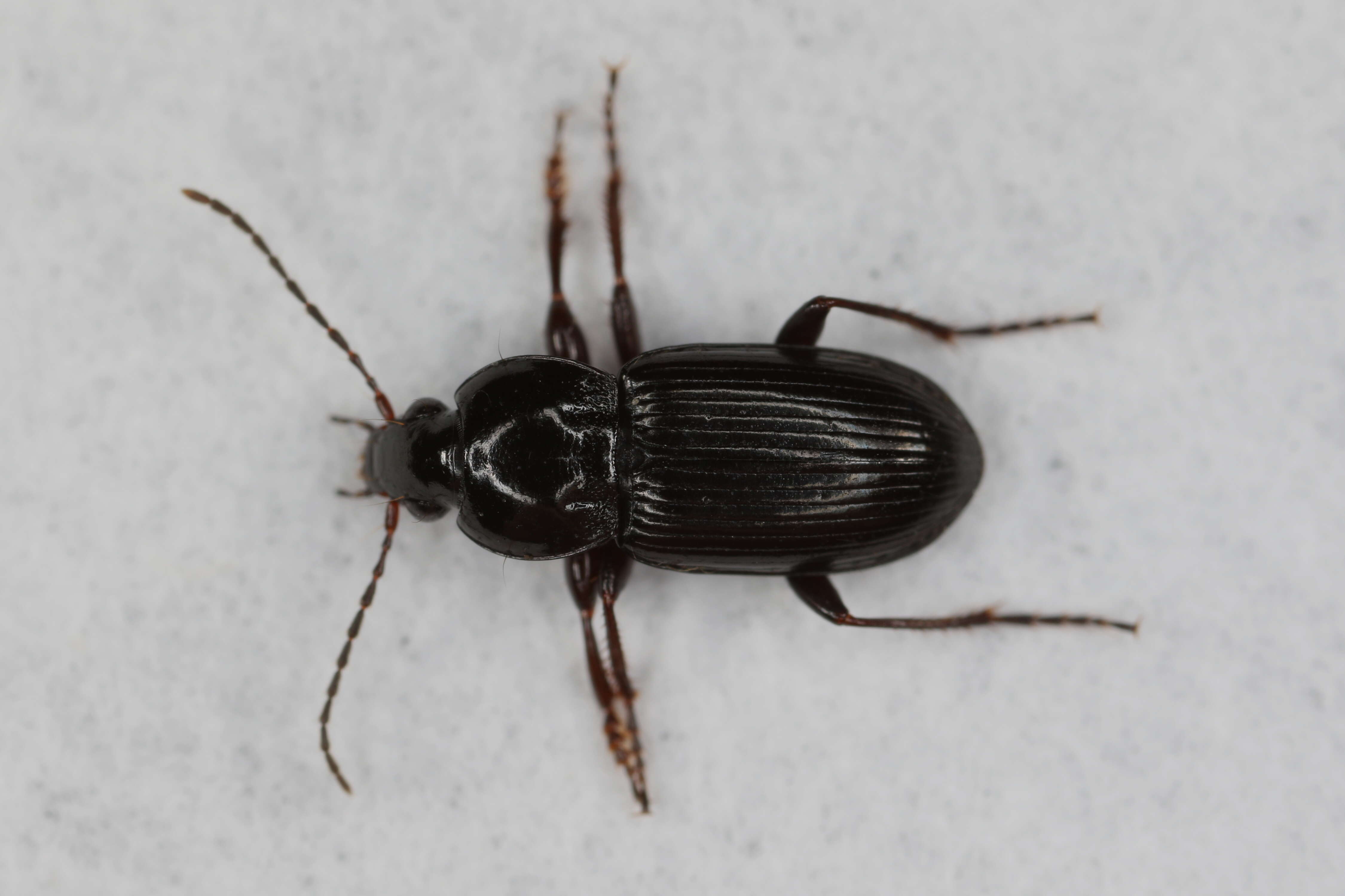 Image de Pterostichus (Argutor) vernalis (Panzer 1796)