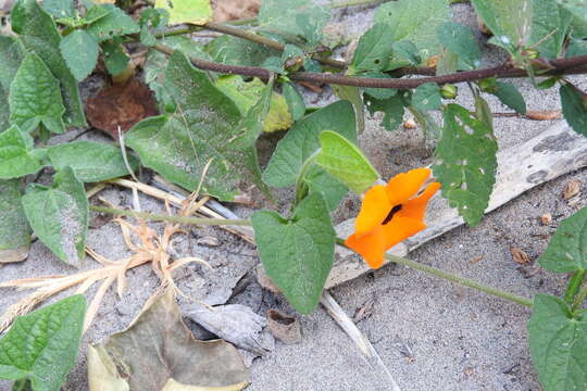 Image of blackeyed Susan vine