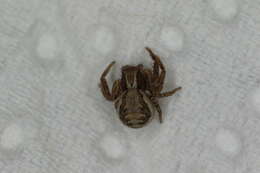 Image of common crab spider