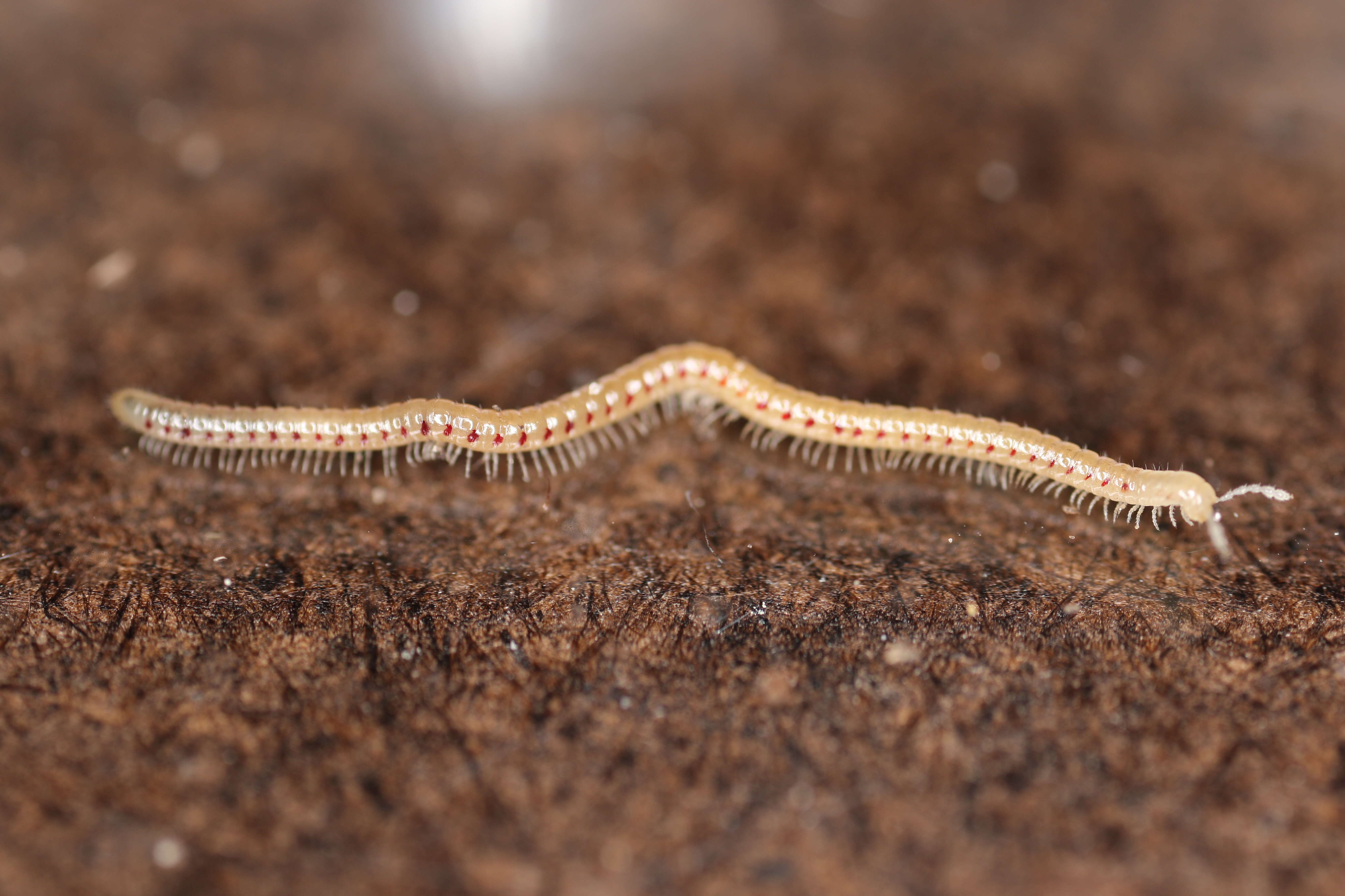 Image of Spotted snake millipede