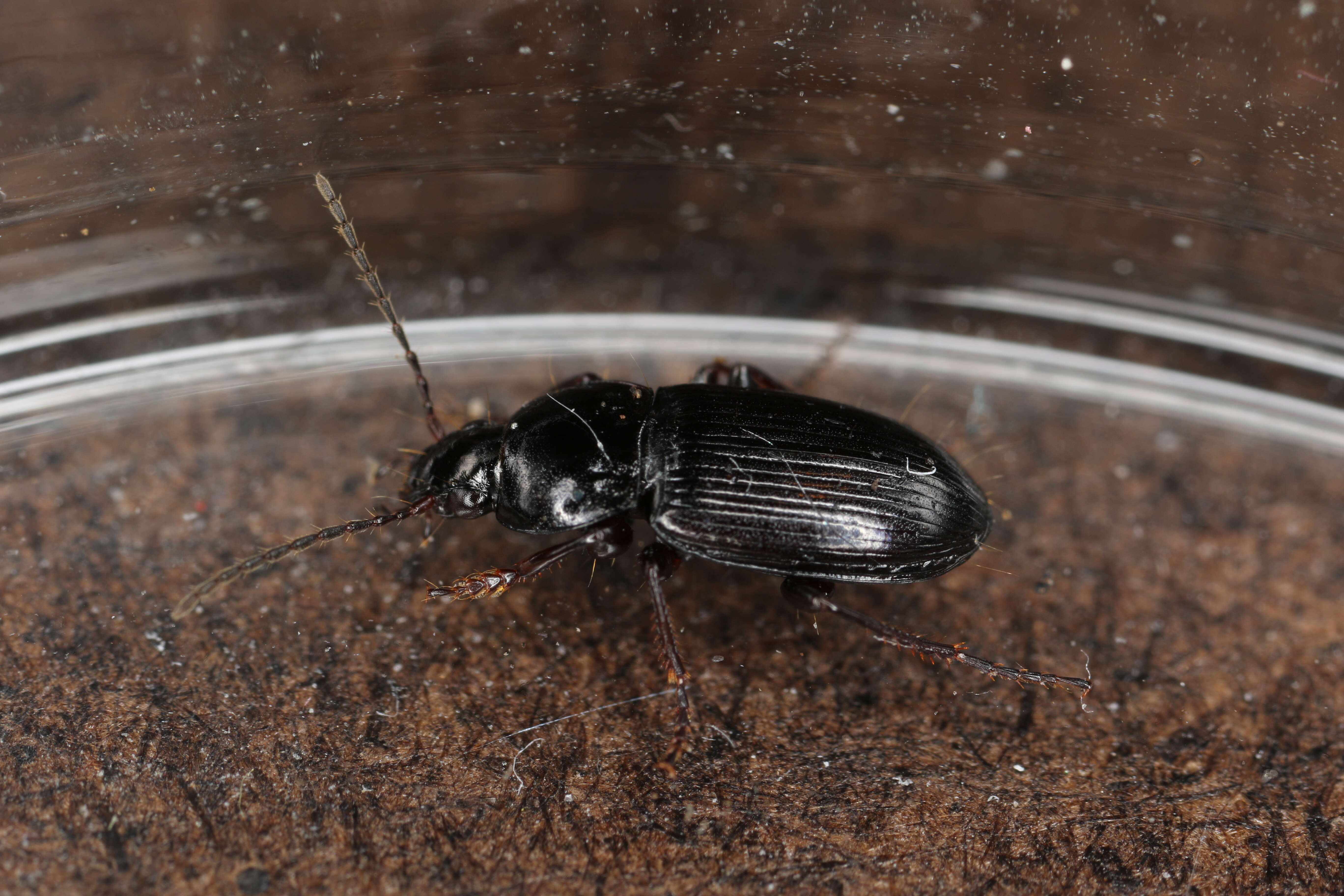 Image de Pterostichus (Argutor) vernalis (Panzer 1796)