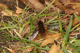 Image of Large bee-fly