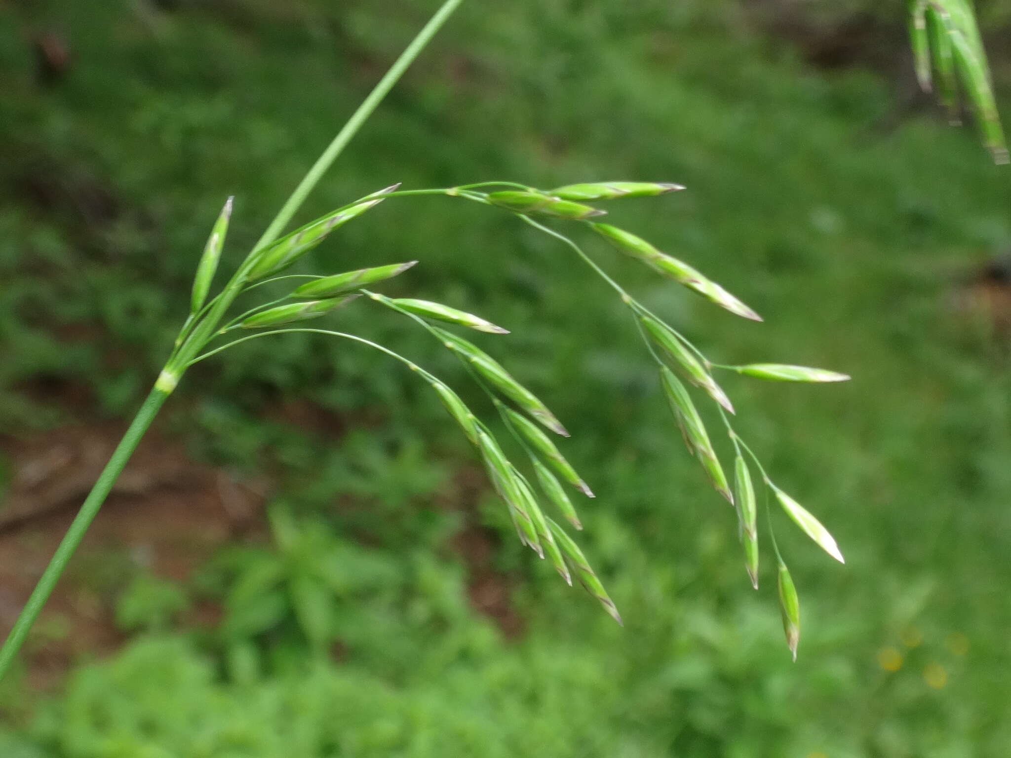 Image of broad-leaved meadow-grass