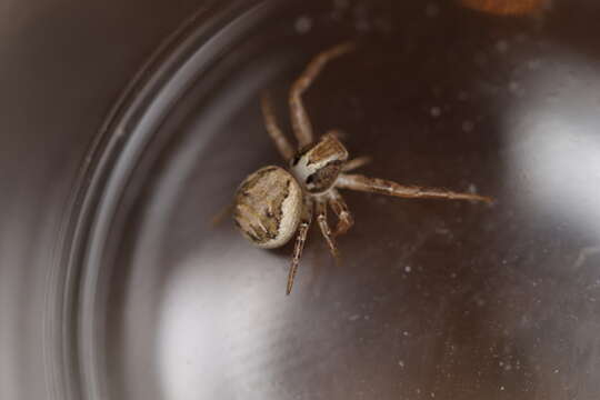 Image of common crab spider