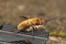 Image of Large bee-fly