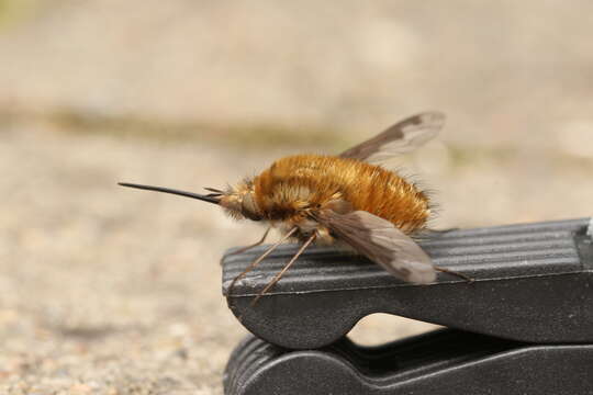 Image of Large bee-fly