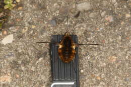 Image of Large bee-fly