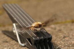 Image of Large bee-fly