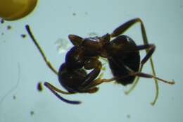 Image of Small black ant