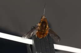 Image of Large bee-fly