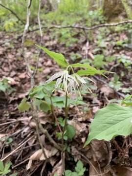 Prosartes maculata (Buckley) A. Gray的圖片