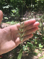 Image of Eastern Bottle-Brush Grass