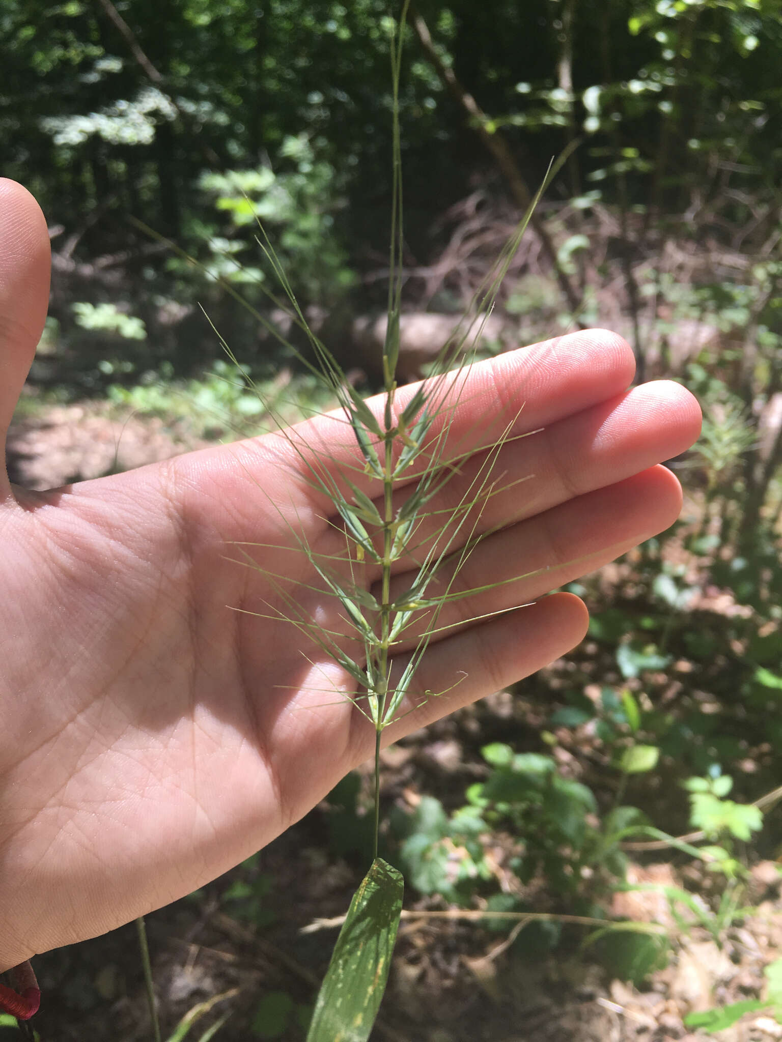 Image of Eastern Bottle-Brush Grass