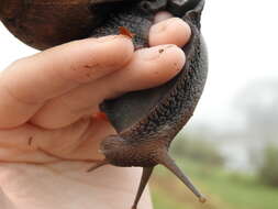 Image de Lissachatina glutinosa