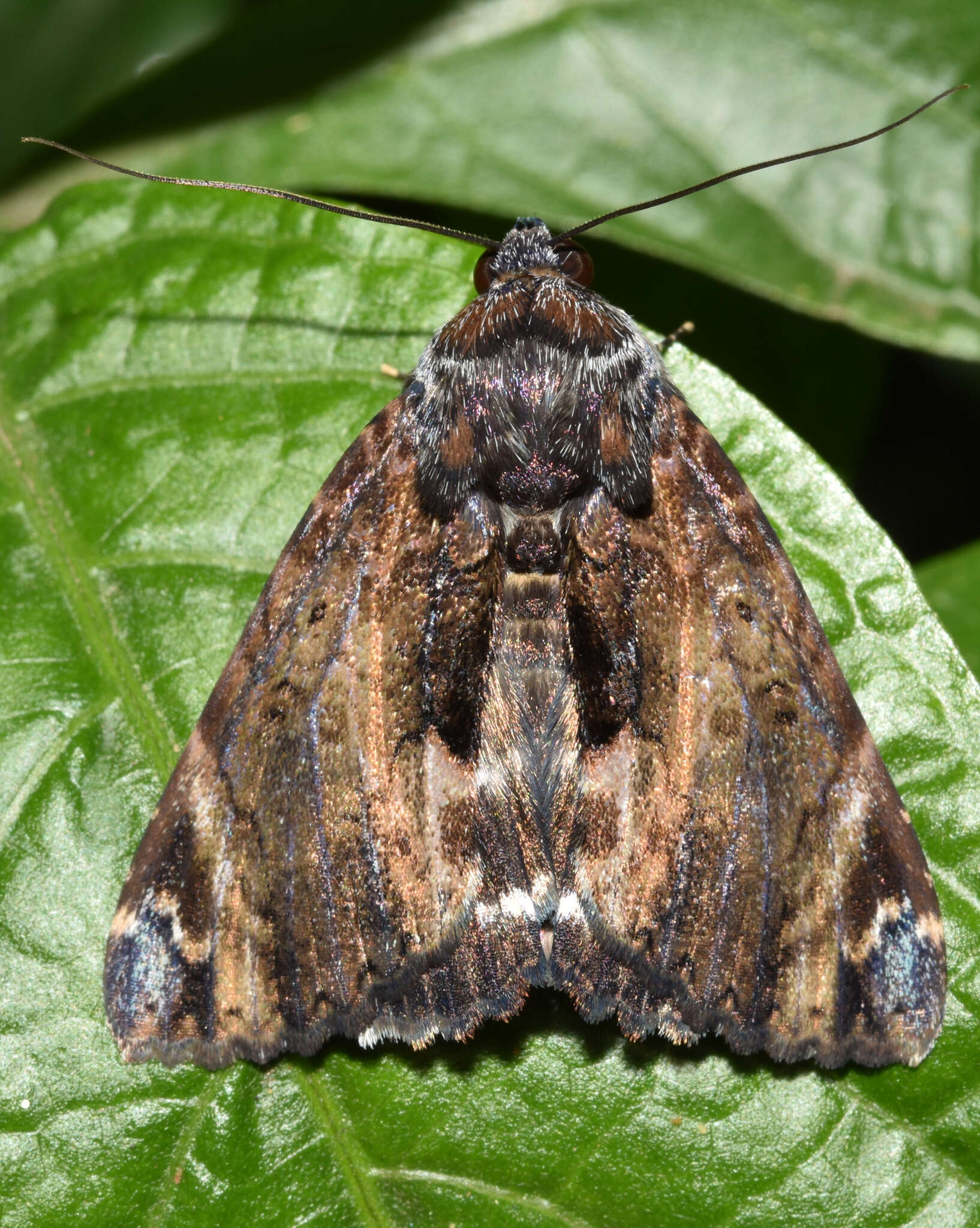 Image de <i>Catephia natalensis</i> Hampson 1902