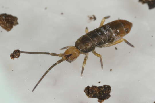 Image of Springtail