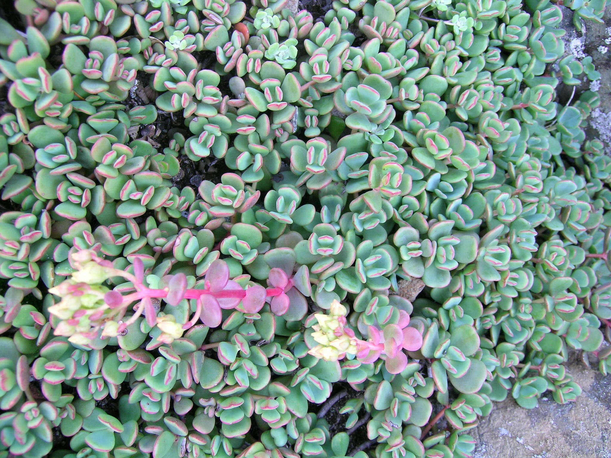 Sivun Sedum oregonense (S. Wats.) M. E. Peck kuva