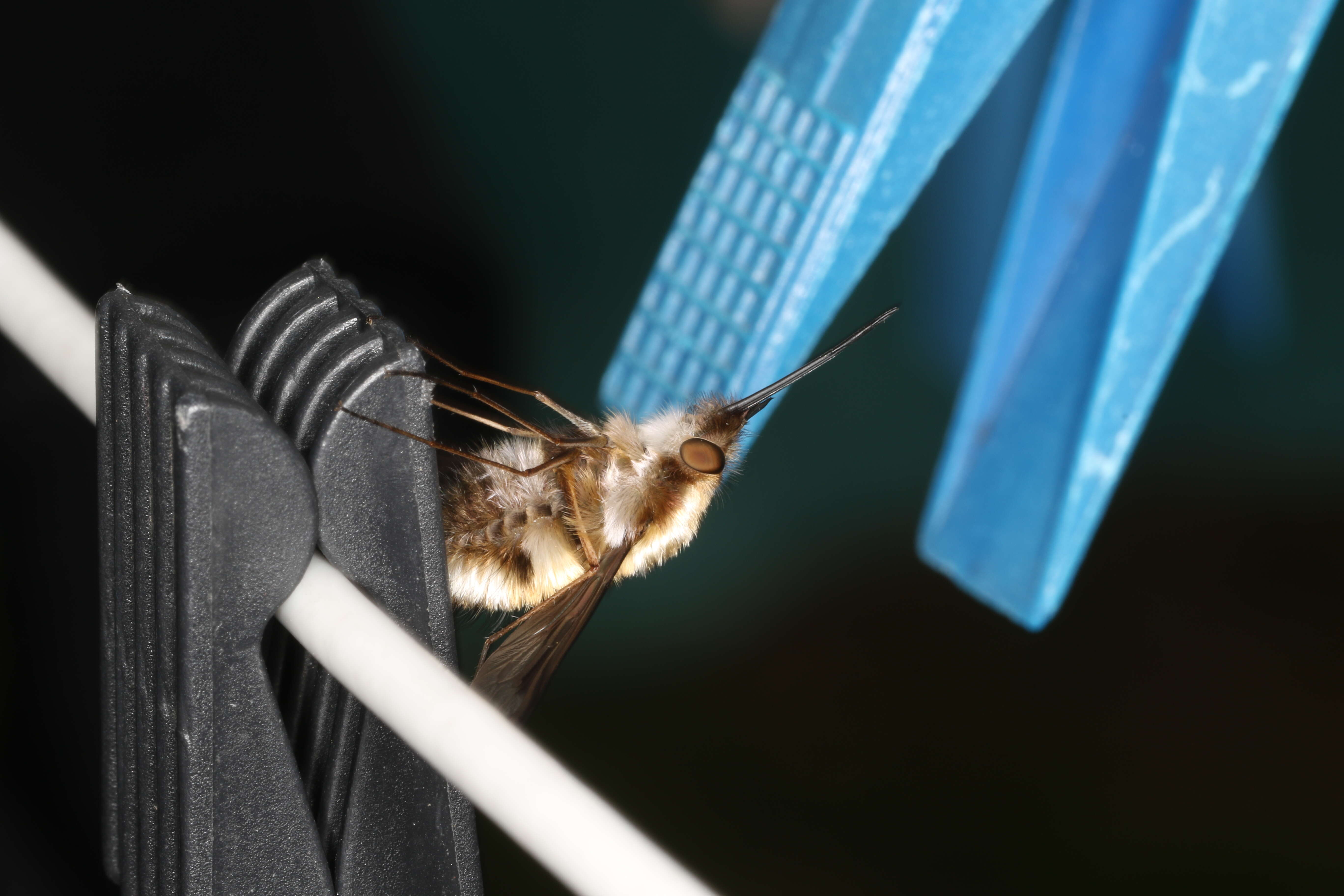 Image of Large bee-fly