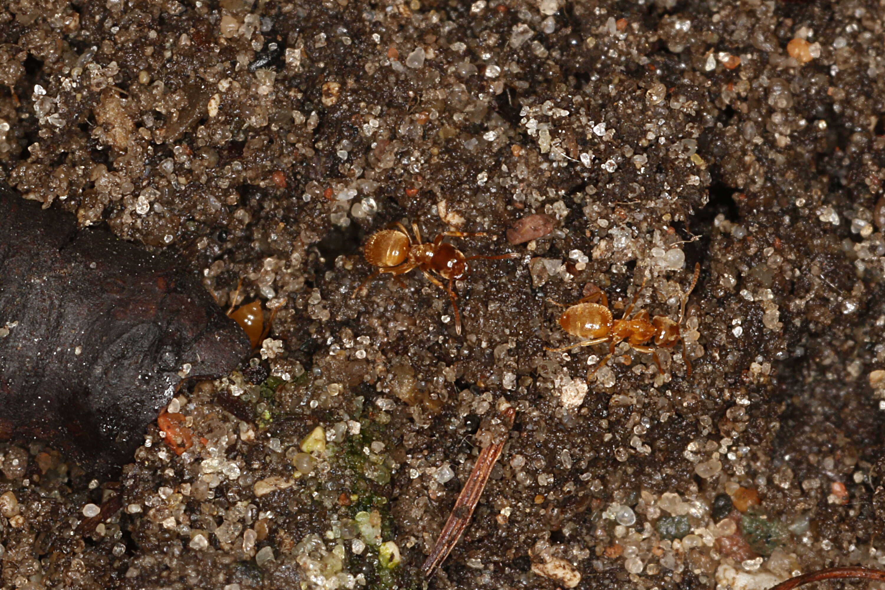 Image de Lasius flavus (Fabricius 1782)