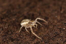 Image of common crab spider