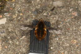 Image of Large bee-fly