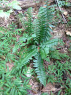 Plancia ëd Polystichum acrostichoides (Michx.) Schott