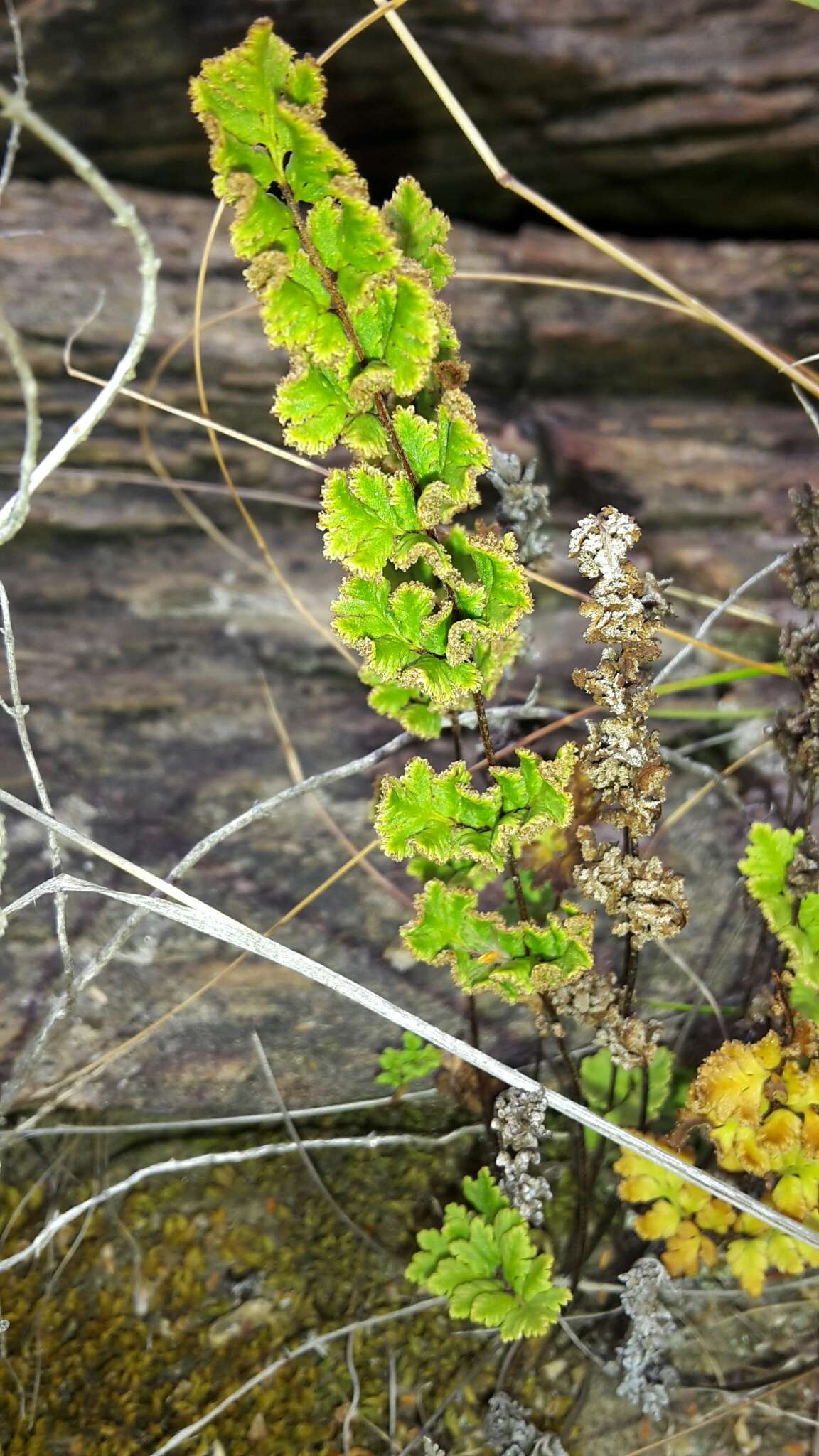 Image of Cheilanthes sieberi subsp. sieberi