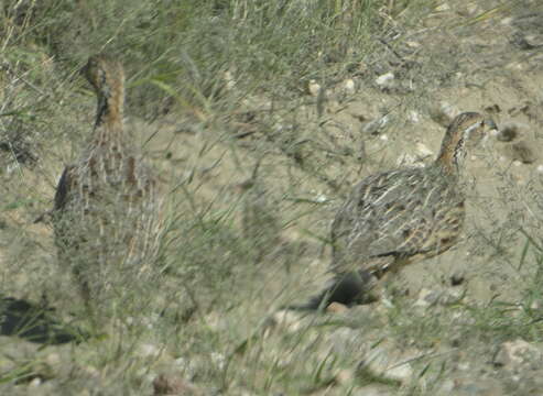 Image of Orange River Francolin