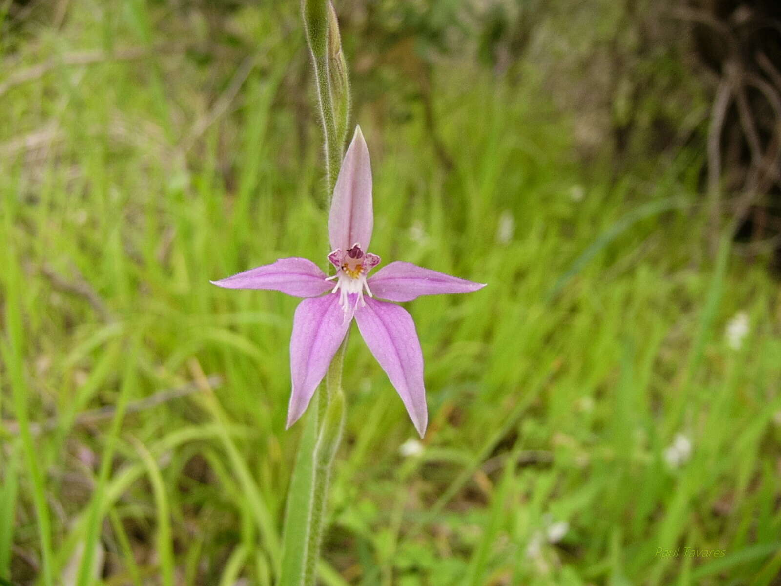 Image of Pink fairy orchid