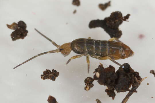 Image of Springtail