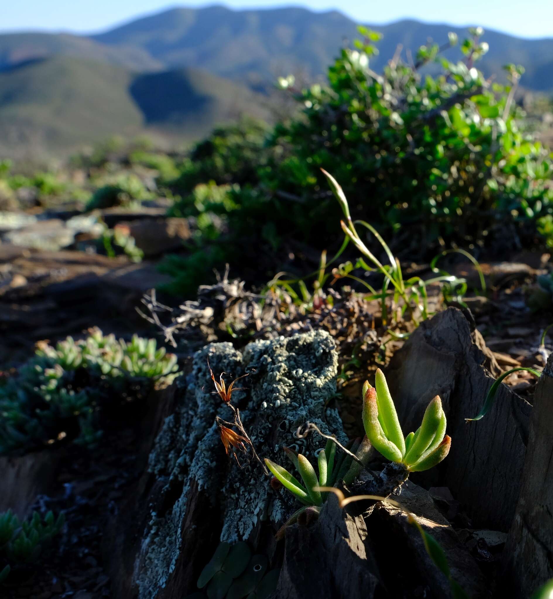 Image of Tylecodon striatus (P. C. Hutch.) H. Tölken