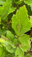 Image of Short-tailed Swallowtail