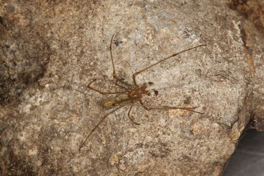 Image of Tetragnatha montana Simon 1874