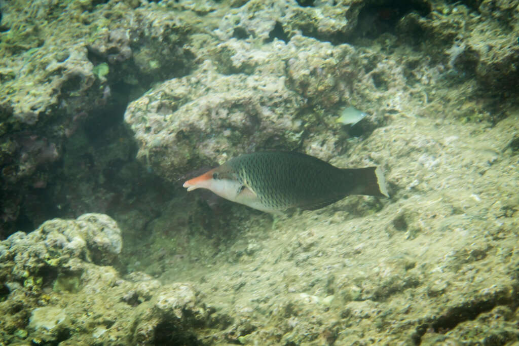 Image of Bird wrasse