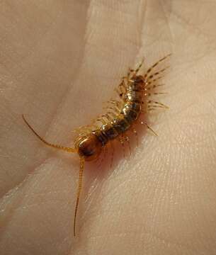 Image of Lithobius variegatus Leach 1814