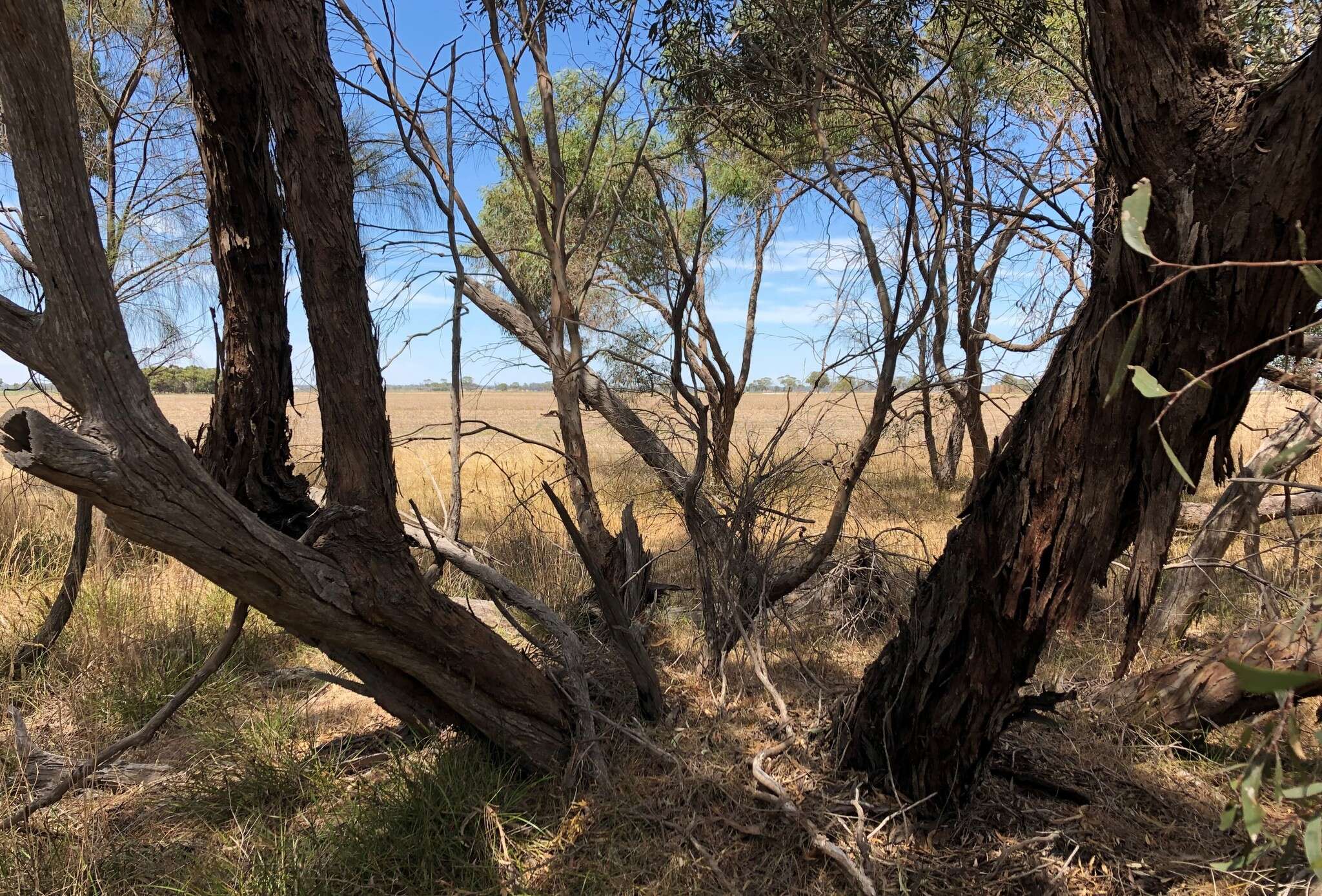 Image of Eucalyptus odorata Behr