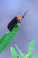 Image of Ellychnia flavicollis (Le Conte 1868)