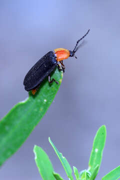 Image of Ellychnia flavicollis (Le Conte 1868)