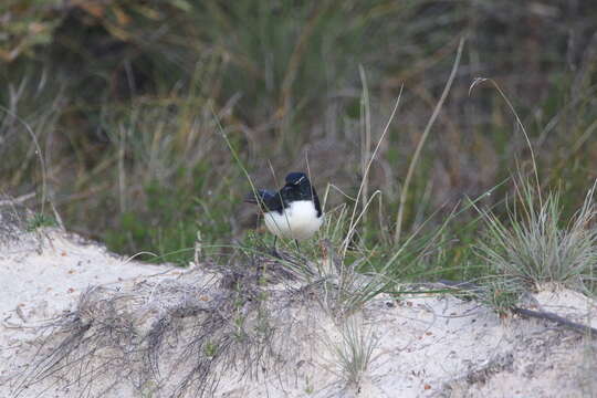 Image of Willie Wagtail