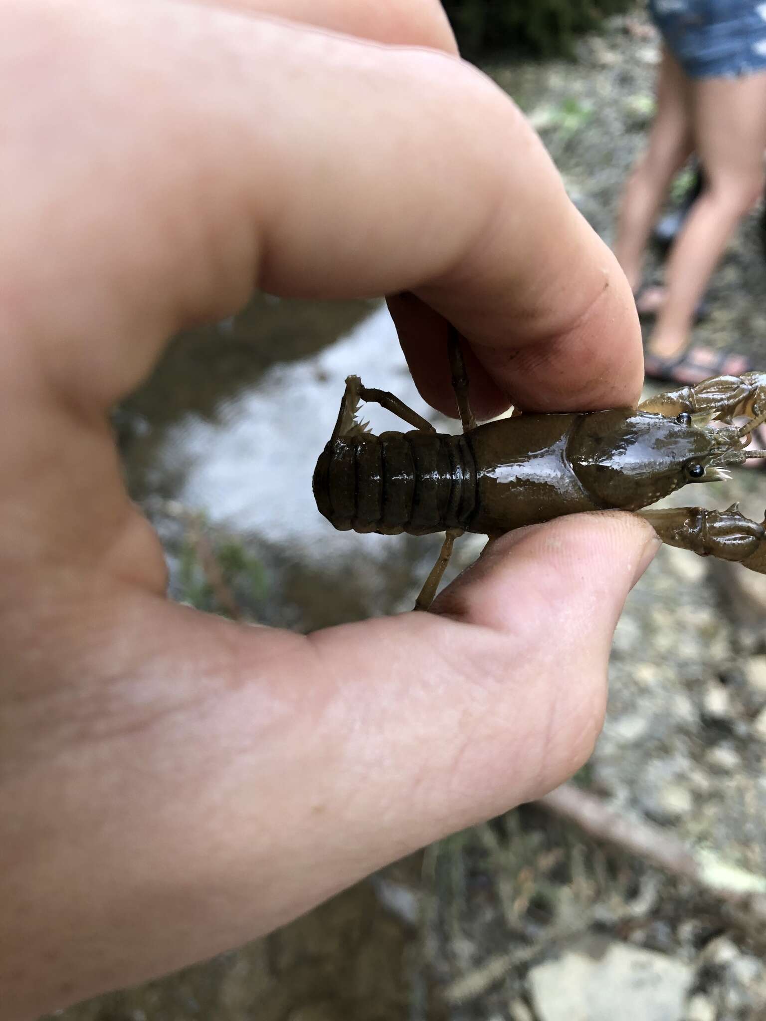 Image of Rock Crayfish