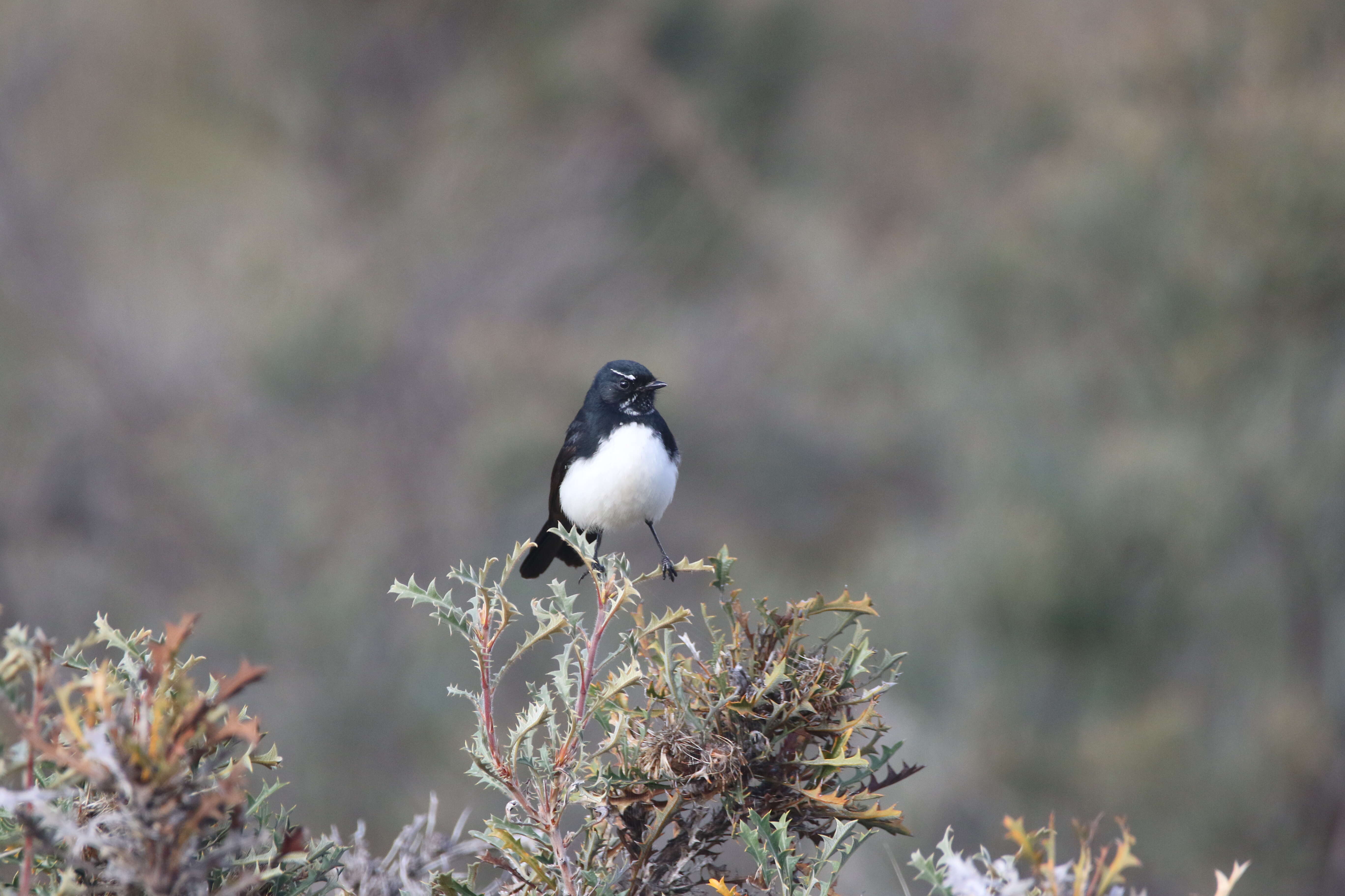 Image of Willie Wagtail